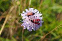 Zygaena carniolica