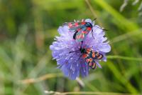 Zygaena filipendulae