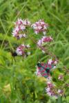 Zygaena filipendulae