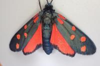 Zygaena transalpina