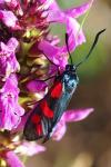 Zygaena filipendulae