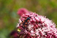 Zygaena filipendulae