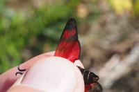 Zygaena filipendulae