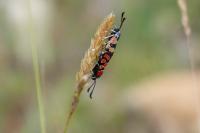 Zygaena carniolica