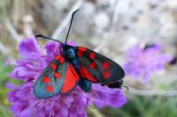 Zygaena filipendulae