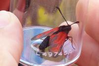 Zygaena erythrus actae