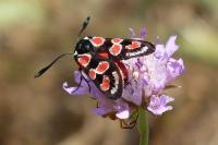Zygaena occitanica