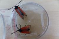 Zygaena erythrus actae