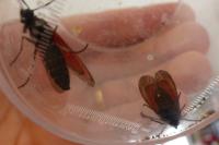 Zygaena erythrus actae