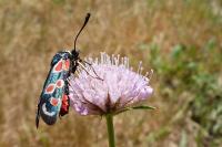 Zygaena occitanica