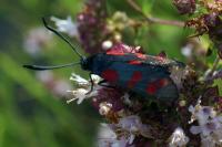 Zygaena filipendulae
