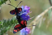 Zygaena filipendulae