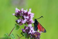 Zygaena filipendulae
