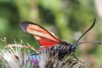 Zygaena transalpina