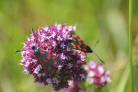 Zygaena filipendulae
