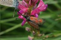 Zygaena loti