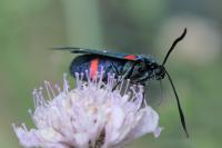 Zygaena ephialtes