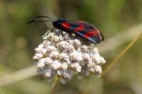 Zygaena filipendulae