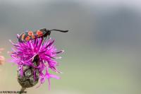 Zygaena carniolica