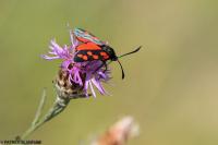 Zygaena transalpina