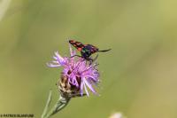 Zygaena transalpina