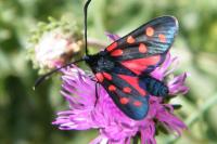 Zygaena transalpina