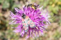 Zygaena carniolica