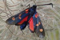 Zygaena filipendulae
