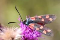 Zygaena transalpina