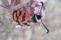Zygaena carniolica