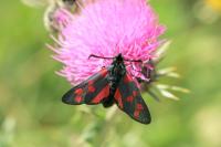 Zygaena transalpina