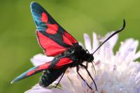 Zygaena lonicerae