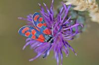 Zygaena carniolica