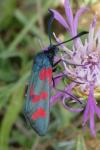 Zygaena filipendulae