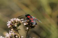 Zygaena transalpina