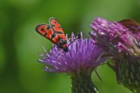 Zygaena fausta