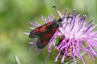 Zygaena trifolii