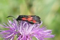 Zygaena trifolii