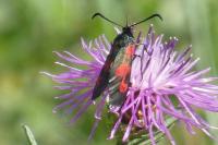 Zygaena trifolii