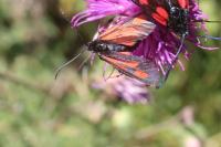 Zygaena romeo
