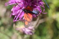 Zygaena romeo