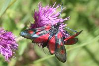 Zygaena lonicerae