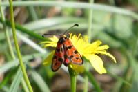 Zygaena fausta