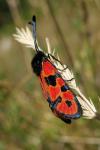 Zygaena hilaris chrysophaea