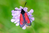 Zygaena minos/purpuralis
