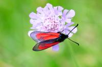 Zygaena minos/purpuralis