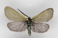 Jordanita globulariae