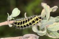 Zygaena filipendulae