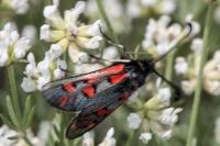 Zygaena rhadamanthus