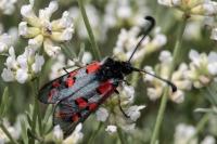 Zygaena rhadamanthus